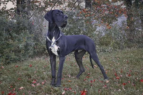 Deutsche Doggen Besitzer zeigt euch-Beitrag-Bild