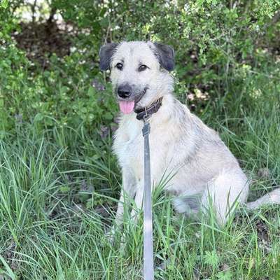 Hundetreffen-Gassirunde-Bild