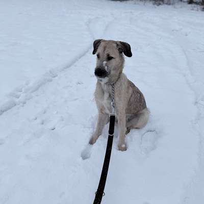 Hundetreffen-Gassi gehen-Bild