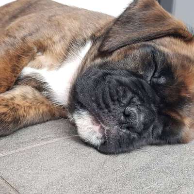 Welpen Bilder !-Beitrag-Bild