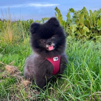 Hundetreffen-Gassi-Freund gesucht! Nähe Hellern-Bild