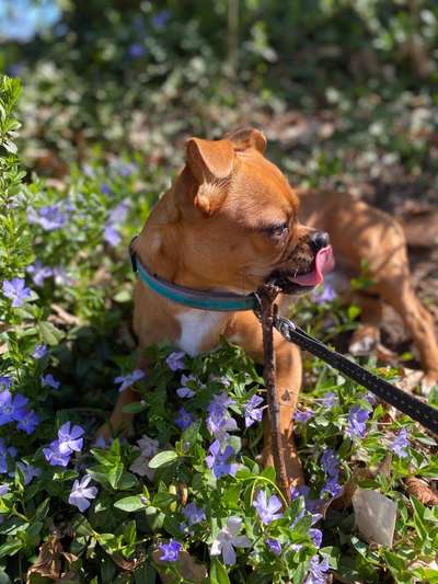 Challenge 23 : "  Euer Hund beim Frühlingserwachen "-Beitrag-Bild