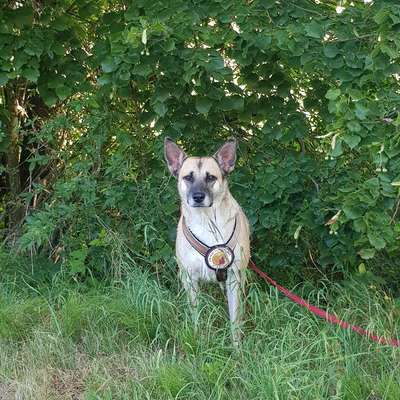 Hundetreffen-Abwechslung & Übung-Bild