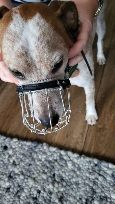 Wie sitzt mein Maulkorb / Maulkorb-Beratung-Beitrag-Bild