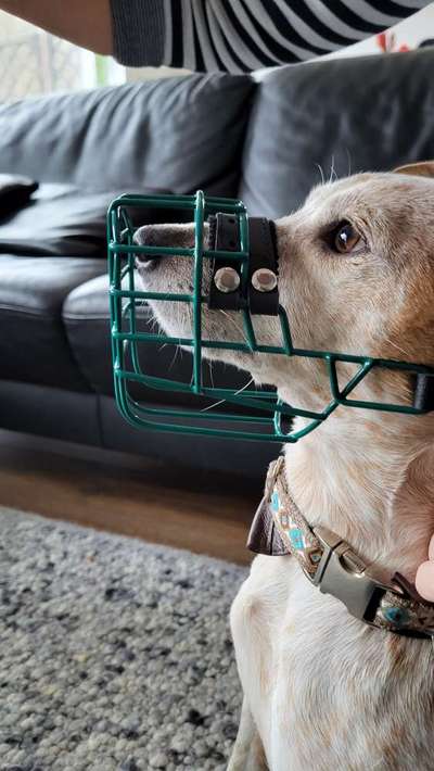 Wie sitzt mein Maulkorb / Maulkorb-Beratung-Beitrag-Bild