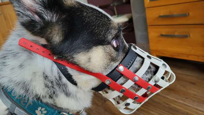 Wie sitzt mein Maulkorb / Maulkorb-Beratung-Beitrag-Bild