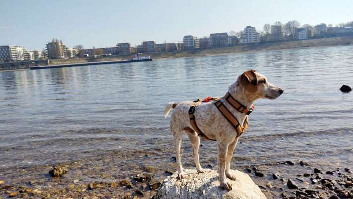 Dogorama Photo Challenge - schönster Gassiausblick-Beitrag-Bild