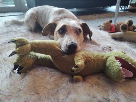 Kuscheltiere nur zum kuscheln und nicht zum kaputt beißen-Beitrag-Bild