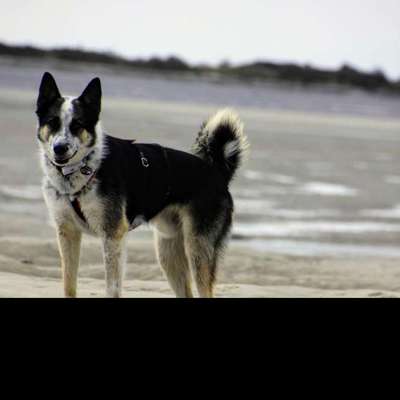 Ringelrute-Beitrag-Bild