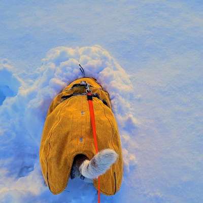 Nur die harten kommen in den Garten-Beitrag-Bild