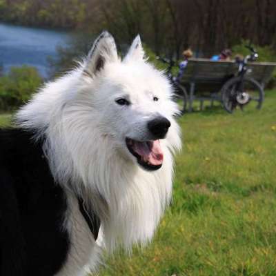 Unsere Fellnasen im Regenbogenland-Beitrag-Bild