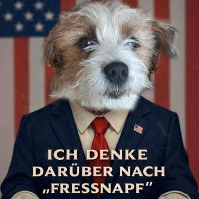 Hunde Memes-Beitrag-Bild