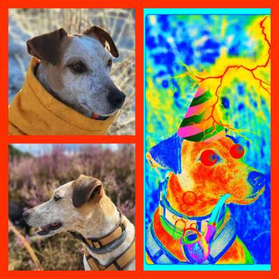 16. Collagen-Challenge  "Dein Hund ganz bunt - bring Farbe ins Spiel"-Beitrag-Bild