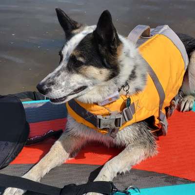 Schwimmweste als Absicherung am Angelteich für 30kg Hund gesucht-Beitrag-Bild