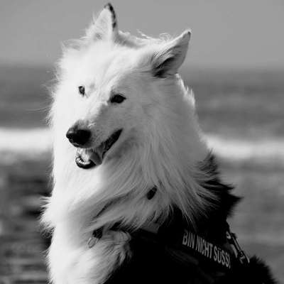 Unsere Fellnasen im Regenbogenland-Beitrag-Bild