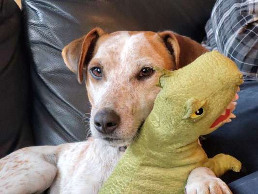 Euer Hund und sein Lieblingskuscheltier-Beitrag-Bild