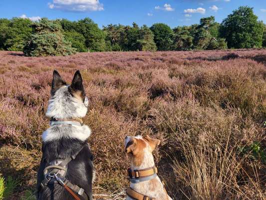 45. Collage Challenge - Lieblingsurlaubs/ Ausflugsziele-Beitrag-Bild