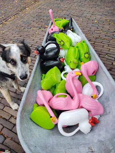 Dogorama Photo Challenge - Zufallsfund beim Gassi-Beitrag-Bild