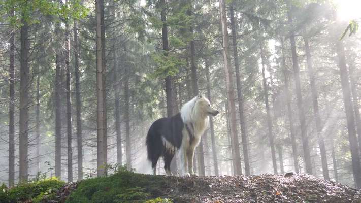 Wald Bild-Beitrag-Bild