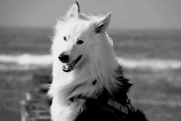 Foto-Challenge 76: Foto in Schwarz-Weiss-Beitrag-Bild