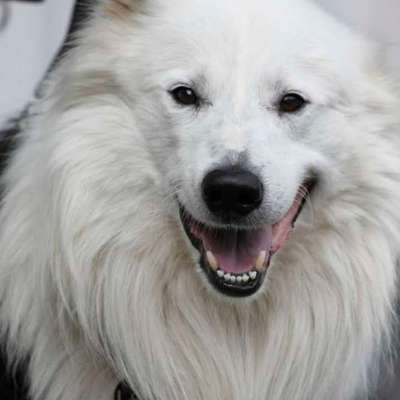 Unsere Fellnasen im Regenbogenland-Beitrag-Bild