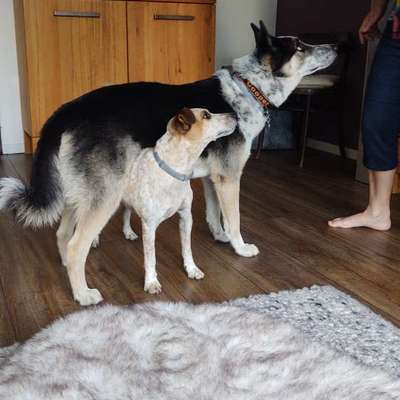 Ringelrute-Beitrag-Bild