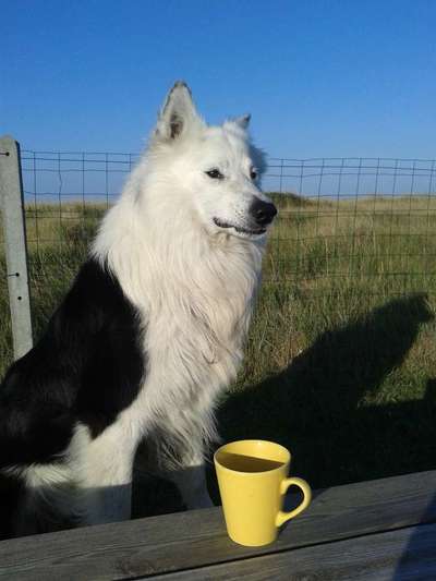 Fotochallenge Guten Appetit! Dein Hund beim futtern-Beitrag-Bild