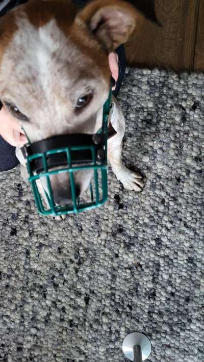 Wie sitzt mein Maulkorb / Maulkorb-Beratung-Beitrag-Bild