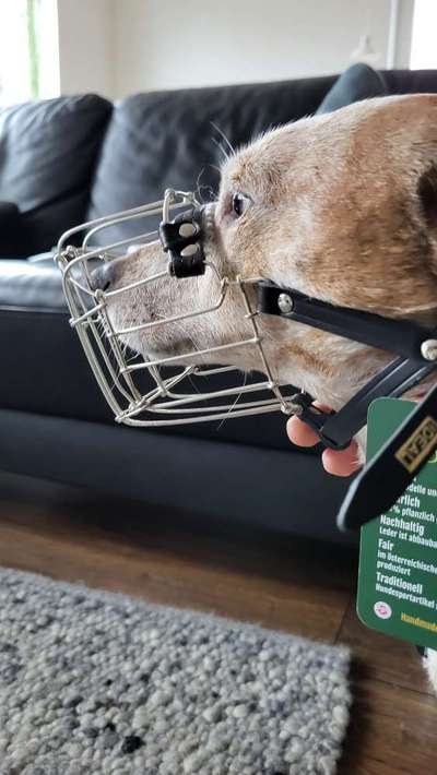 Wie sitzt mein Maulkorb / Maulkorb-Beratung-Beitrag-Bild