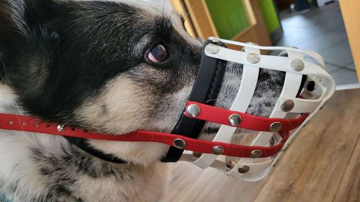 Wie sitzt mein Maulkorb / Maulkorb-Beratung-Beitrag-Bild