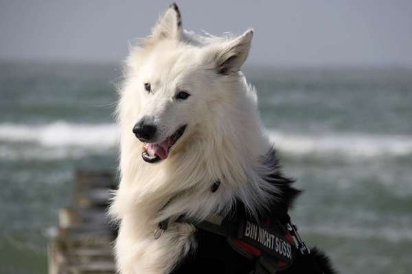 Unsere Fellnasen im Regenbogenland-Beitrag-Bild