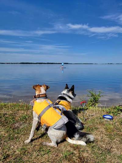 Wie sitzt mein Geschirr?-Beitrag-Bild