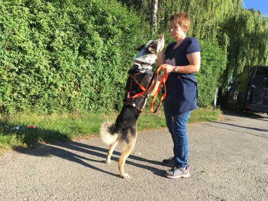 Dogorama Photo Challenge - Euer Vierbeiner auf zwei Beinen-Beitrag-Bild