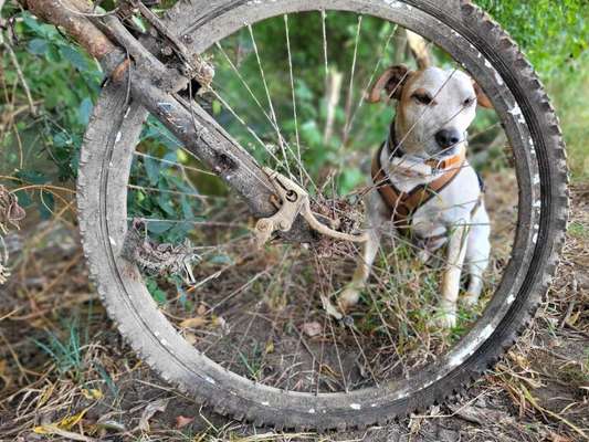 33. Collagen Challenge - Dein Hund und ein Fahrrad-Beitrag-Bild