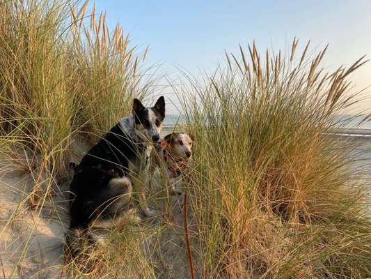 Sibirisch Europäisch Laika-Beitrag-Bild