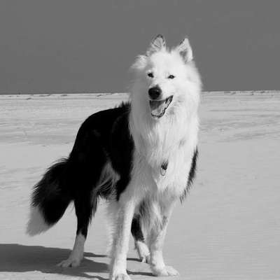 Unsere Fellnasen im Regenbogenland-Beitrag-Bild