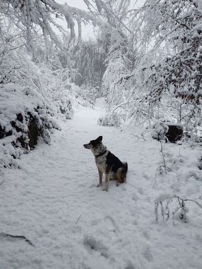 Dogorama Photo Challenge - Märchenwald-Beitrag-Bild