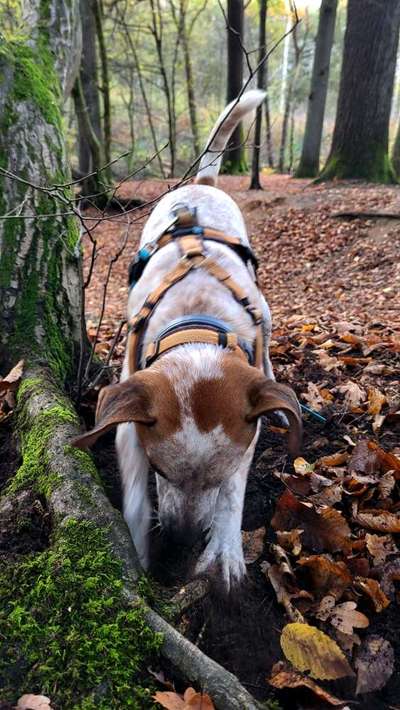 Dogorama Photo Challenge - Buddeln-Beitrag-Bild