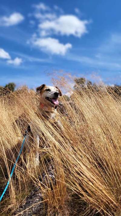 156. Fotochallenge *** DEIN HUND UND DIE WUNDERSCHÖNEN WOLKEN ***-Beitrag-Bild