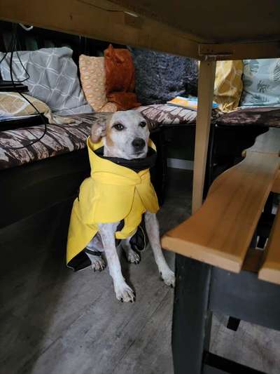 Regenmantel für den Hund (nötig?/Empfehlungen)-Beitrag-Bild