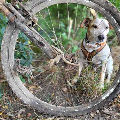 Die besten Gassifunde-Beitrag-Bild