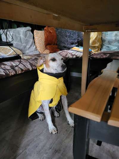 Hundekleidung - Top oder Flop-Beitrag-Bild