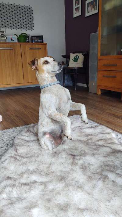 Dogorama Photo Challenge - Euer Vierbeiner auf zwei Beinen-Beitrag-Bild