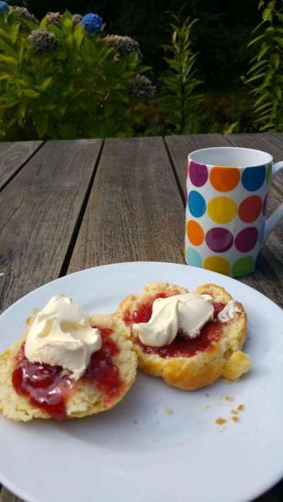 Urlaub in Großbritannien mit Senior-Hund-Beitrag-Bild