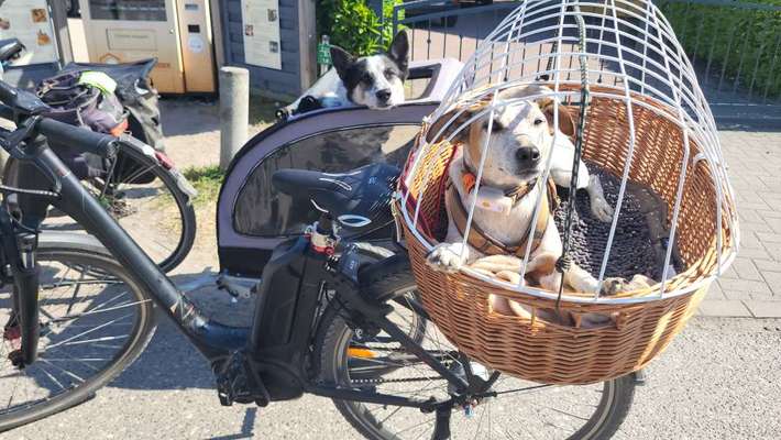 Radfahren mit Hund-Beitrag-Bild