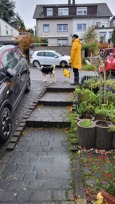 Hund ausgesperrt-Beitrag-Bild