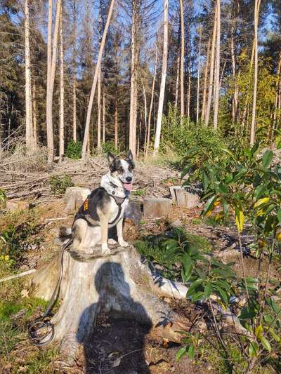 Das passende Brustgeschirr-Beitrag-Bild