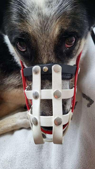 Wie sitzt mein Maulkorb / Maulkorb-Beratung-Beitrag-Bild