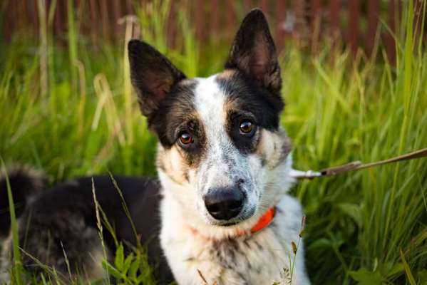 Wie heißt dein Hund?-Beitrag-Bild