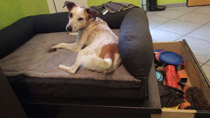 Möbel zur Hundebox umbauen-Beitrag-Bild